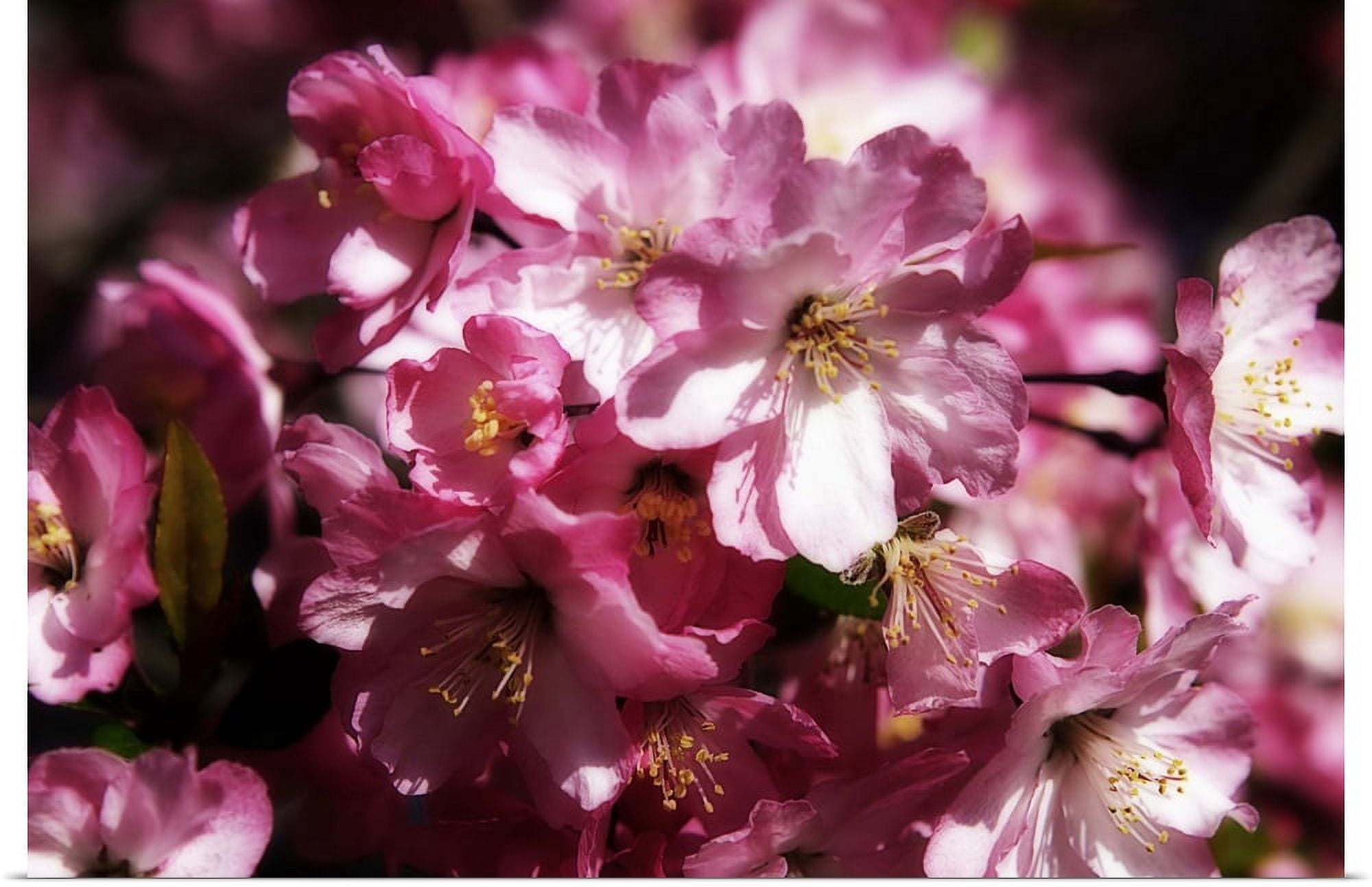 Great BIG Canvas | "Cherry Blossoms II" Art Print - 30x20 - Walmart.com