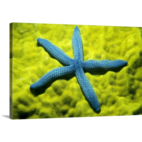 Great BIG Canvas | "Close-Up Of Blue Starfish On Poritirs Coral (Linckia Laevigata)" Canvas Wall Art - 36x24