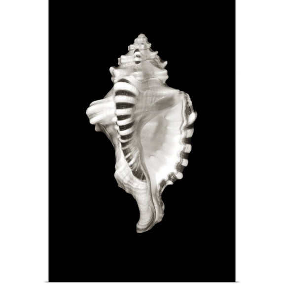 Great BIG Canvas | "Close-Up Of Conch Shell On Black Background" Art Print - 24x36
