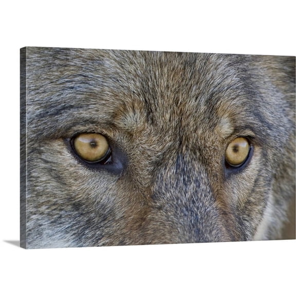 Great BIG Canvas | "Close Up Of Face And Eyes Of A Gray Wolf, Denal National Park, Interior Alaska" Canvas Wall Art - 30x20