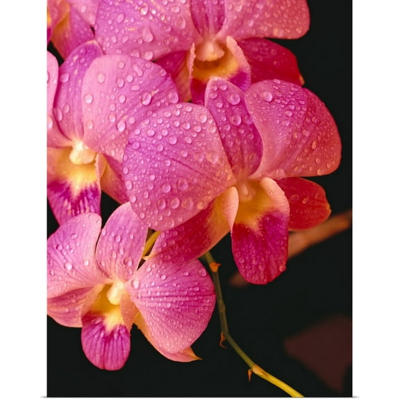 Great BIG Canvas | "Close-Up Of Purple Vanda Orchid Flowers On Plant, Dew Water Droplets" Art Print - 18x24