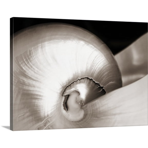 Great BIG Canvas | "Close-Up Of Shiny Nautilus Shell" Canvas Wall Art - 24x18