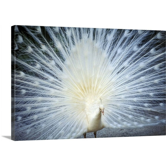 Great BIG Canvas | "Close-Up Of White Peacock With Feathers Wide-Spread" Canvas Wall Art - 36x24