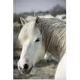 thumbnail image 1 of Great BIG Canvas | "Close up of a Camargue horse, Arles, France" Art Print - 16x24, 1 of 4