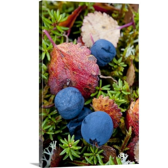 Great BIG Canvas | "Close up of blueberries amongst fall tundra plants and leaves along the Denali Highway" Canvas Wall Art - 20x30