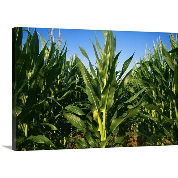 Great BIG Canvas | "Closeup of mid growth tasseled out grain corn plants showing a young ear of corn" Canvas Wall Art - 36x24
