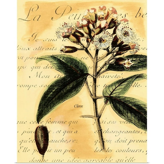 Great BIG Canvas | "Clove" Art Print - 24x30