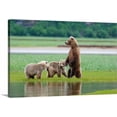 thumbnail image 1 of Great BIG Canvas | "Coastal Brown Bear sow with her two cubs at Hallo Bay, Katmai National Park, Alaska" Canvas Wall Art - 30x20, 1 of 2