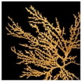 thumbnail image 1 of Great BIG Canvas | "Coastal Coral on Black I" Art Print - 24x24, 1 of 4