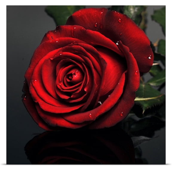 Great BIG Canvas Cristobal Garciaferro Rubio Poster Print entitled Dark Red Rose