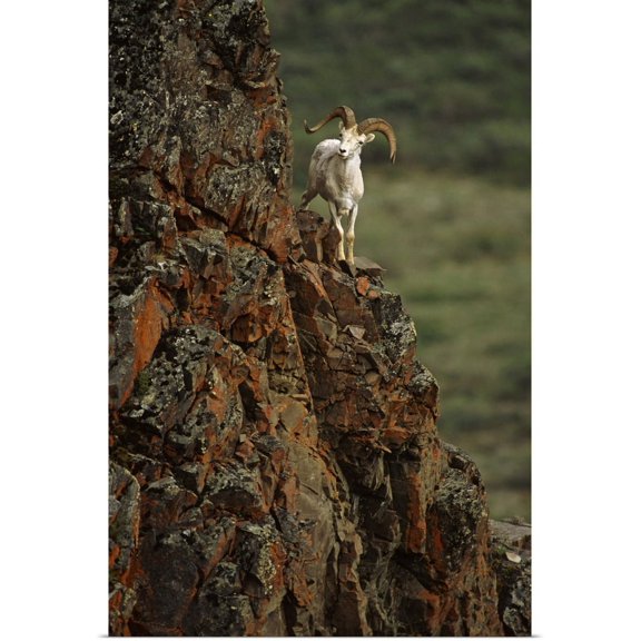 Great BIG Canvas | "Dall Sheep Rams Perched On Rock Ledge, Denali National Park, Alaska" Art Print - 24x36