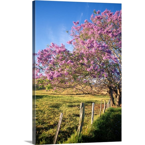 Great BIG Canvas | Dana Edmunds Premium Thick-Wrap Canvas entitled Hawaii, Maui, Upcountry With Jacaranda Tree, Blue Skies