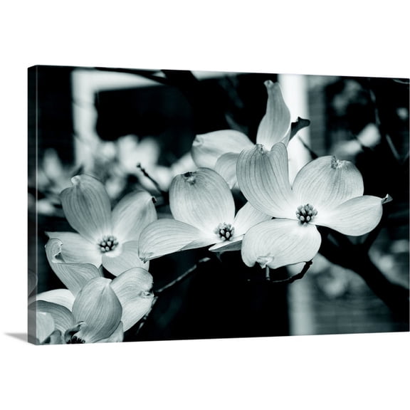Great BIG Canvas | "Dogwood Blossoms Black and White II" Canvas Wall Art - 24x16