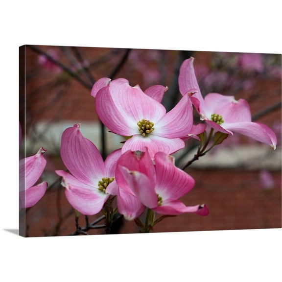 Great BIG Canvas | "Dogwood Blossoms I" Canvas Wall Art - 24x16