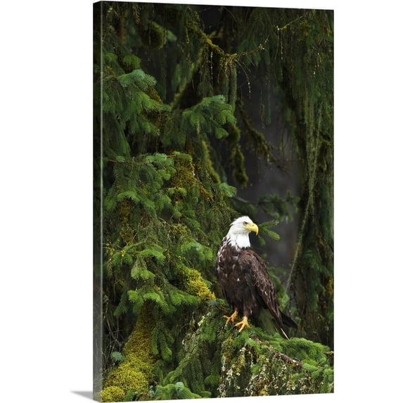 Great BIG Canvas | "Eagle In The Woods" Canvas Wall Art - 24x36