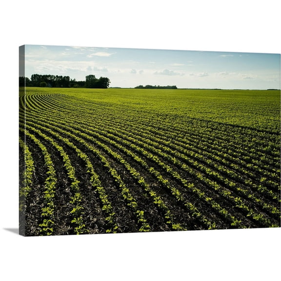 Great BIG Canvas | "Early Growth Soybean Field Near Lorette, Manitoba, Canada" Canvas Wall Art - 48x32
