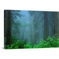 thumbnail image 1 of Great BIG Canvas | "Early Morning In The Forest, Humboldt, California, Usa" Canvas Wall Art - 48x32, 1 of 2
