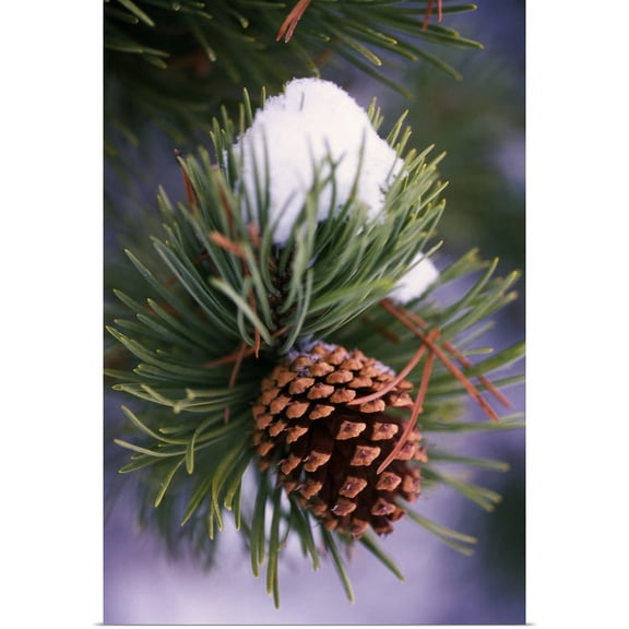 Great BIG Canvas | "Early Snow On Pine Tree Branch With Pinecone" Art Print - 24x36