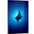 thumbnail image 1 of Great BIG Canvas | Ed Robinson Premium Thick-Wrap Canvas entitled Hawaii, Common Manta Ray (Manta Alfredi), 1 of 4
