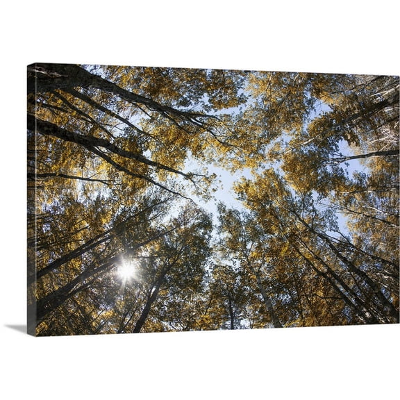 Great BIG Canvas | "Fall color of large trees in Acadia National Park in Maine" Canvas Wall Art - 24x16