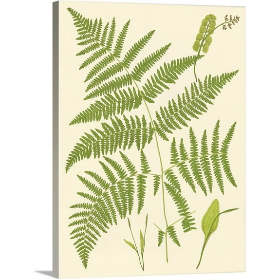 Great BIG Canvas | "Ferns with Platemark I" Canvas Wall Art - 18x24