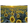 thumbnail image 1 of Great BIG Canvas | "Field Of Sunflowers" Art Print - 30x20, 1 of 4