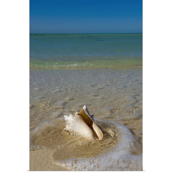 Great BIG Canvas | "Florida, Florida Keys, Conch shell on sandy beach, Key West" Art Print - 32x48