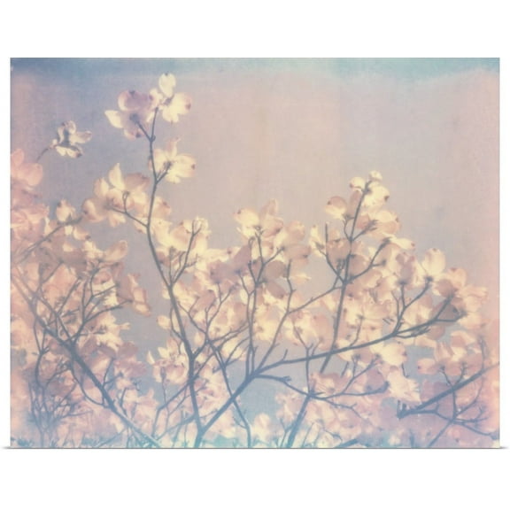 Great BIG Canvas | "Flowering Dogwood II" Art Print - 20x16