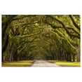 thumbnail image 1 of Great BIG Canvas | "Georgia, Savannah, Oak lined drive at Wormsloe Plantation" Art Print - 24x16, 1 of 4