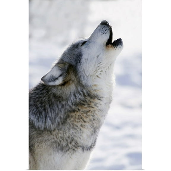 GBC | "Gray Wolf Howling" Art Print - 16x24
