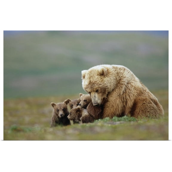 Great BIG Canvas | "Grizzly Bear sow with four young cubs near Moraine Creek Katmai National Park " Art Print - 24x16