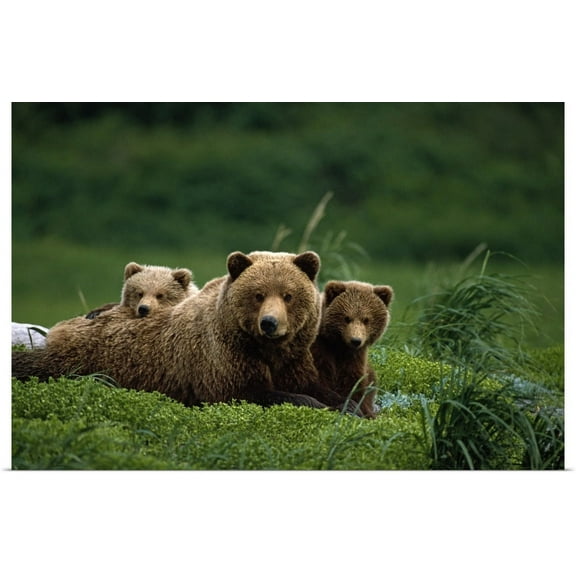 GBC | "Grizzly bear mother and cubs lay in field" Art Print - 48x32