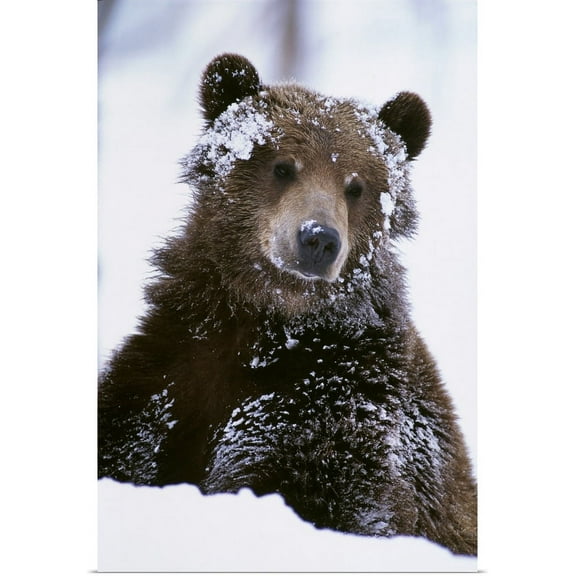 Great BIG Canvas | "Grizzly bear standing with face covered in snow" Art Print - 24x36