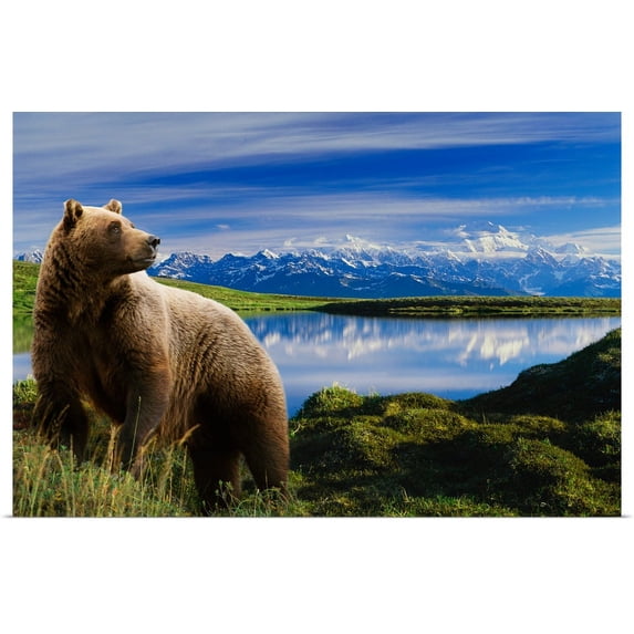 Great BIG Canvas | "Grizzly stands in front of lake with Mt. Mckinley in the background, Alaska" Art Print - 30x20