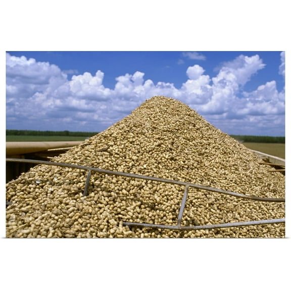 Great BIG Canvas | "Harvested peanuts piled up in a truck, Georgia" Art Print - 36x24