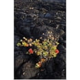 thumbnail image 1 of Great BIG Canvas | "Hawaii, Big Island, Ohi'a Lehua Tree Growing On Pahoehoe Lava Flow" Art Print - 32x48, 1 of 4