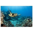 thumbnail image 1 of Great BIG Canvas | "Hawaii, Green Sea Turtle (Chelonia Mydas) An Endangered Species" Art Print - 36x24, 1 of 4