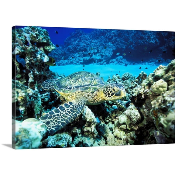 Great BIG Canvas | "Hawaii, Green Sea Turtle (Chelonia Mydas) On Reef With Tropical Fish" Canvas Wall Art - 48x32