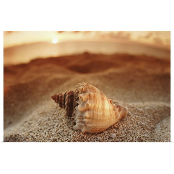 Great BIG Canvas | "Hawaii, Oahu, North Shore, Seashell Laying In The Sand With Sun Setting Behind It" Art Print - 24x16