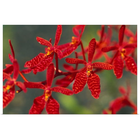 Great BIG Canvas | "Hawaii, Orange Orchid Cluster Queen Emma" Art Print - 30x20