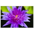 thumbnail image 1 of Great BIG Canvas | "Hawaii, Purple Lotus Blossum" Art Print - 36x24, 1 of 4