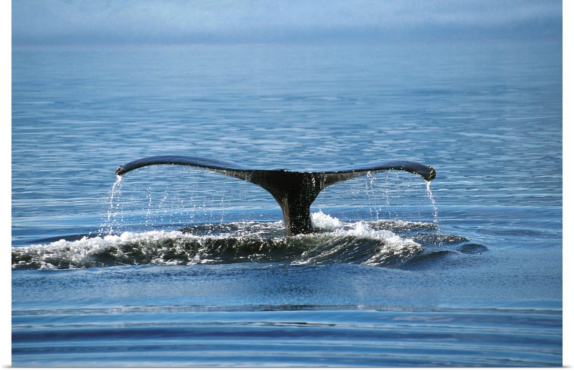 Great BIG Canvas "Humpback Whales Tail, Southeast Alaska" Art Print