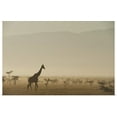 thumbnail image 1 of Great BIG Canvas | "Kenya, Giraffe at dawn in front of Mt Kenya in Ol Pejeta Conservancy, Laikipia County" Art Print - 30x20, 1 of 4
