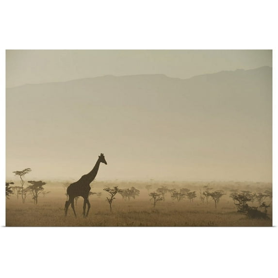 Great BIG Canvas | "Kenya, Giraffe at dawn in front of Mt Kenya in Ol Pejeta Conservancy, Laikipia County" Art Print - 30x20