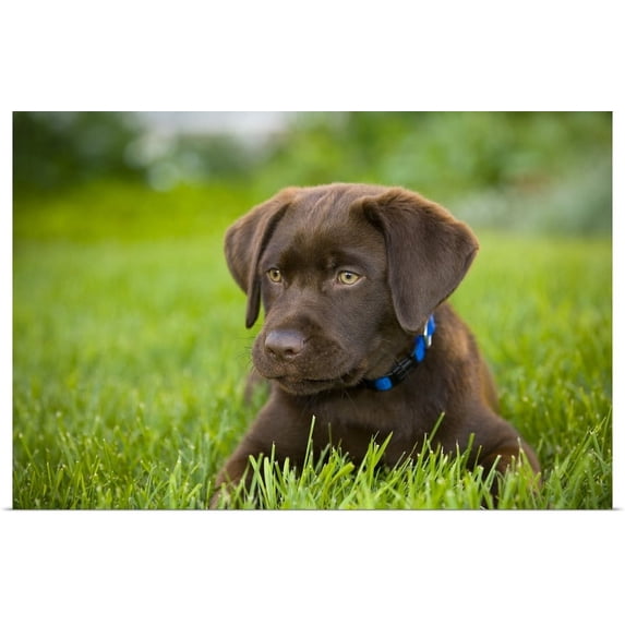 Great BIG Canvas | "Labrador Retriever" Art Print - 24x16