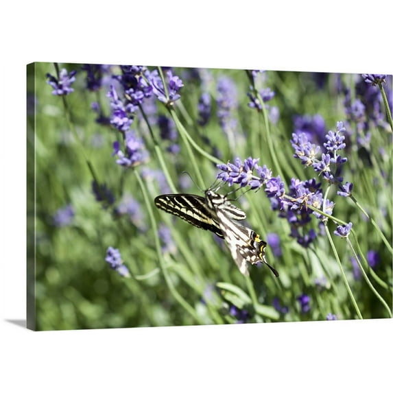 Great BIG Canvas | "Lavender" Canvas Wall Art - 24x16