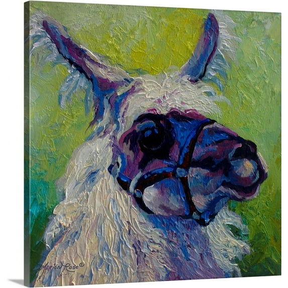 Great BIG Canvas | "Lillocet Llama" Canvas Wall Art - 30x30