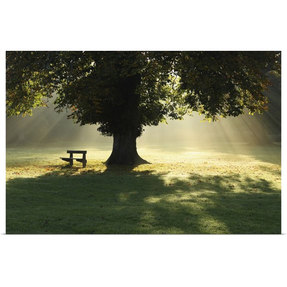 Great BIG Canvas | "Lone Tree In Mist And Sunlight; Cahir, County Tipperary, Ireland" Art Print - 36x24