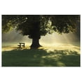 thumbnail image 1 of Great BIG Canvas | "Lone Tree In Mist And Sunlight; Cahir, County Tipperary, Ireland" Art Print - 48x32, 1 of 4