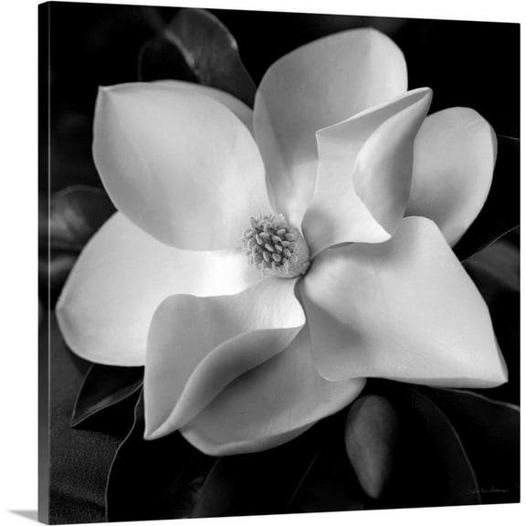 Great BIG Canvas | "Magnolia" Canvas Wall Art - 16x16